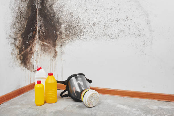 Mold Testing and Removal in Sandy Hook, CT