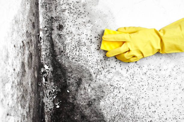 Best Mold Removal Company Near Me  in Sandy Hook, CT