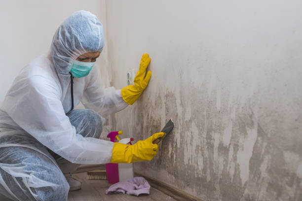 Best Commercial Mold Removal  in Sandy Hook, CT
