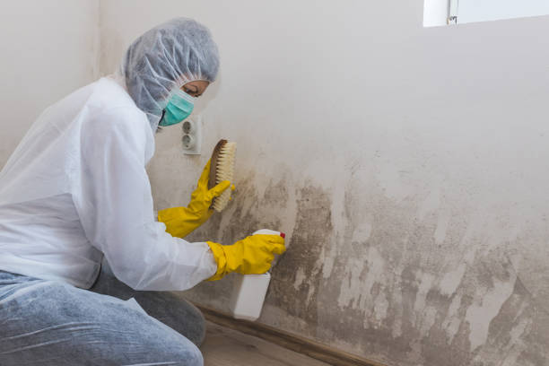 Best Certified Mold Removal  in Sandy Hook, CT