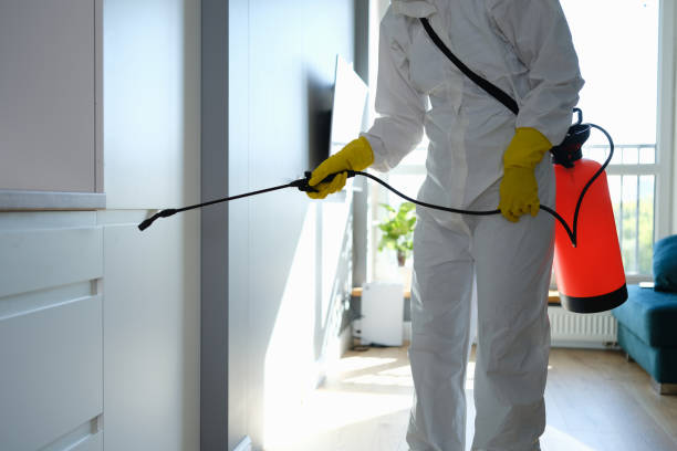 Mold Removal Process in Sandy Hook, CT
