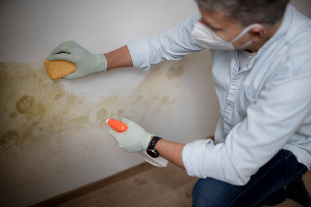 Best Mold Remediation  in Sandy Hook, CT
