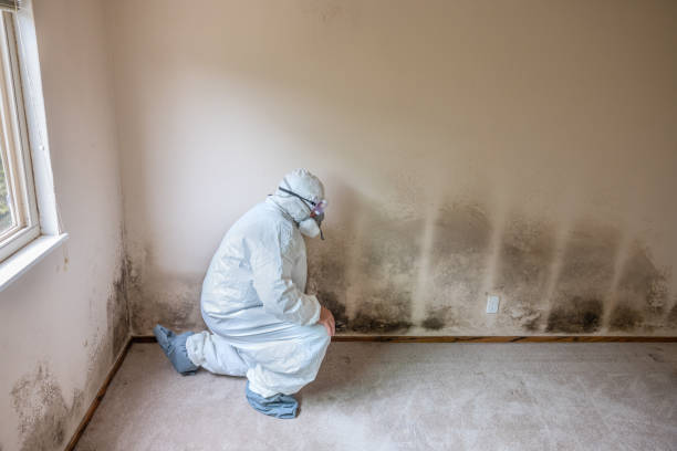 Best Toxic Mold Removal  in Sandy Hook, CT