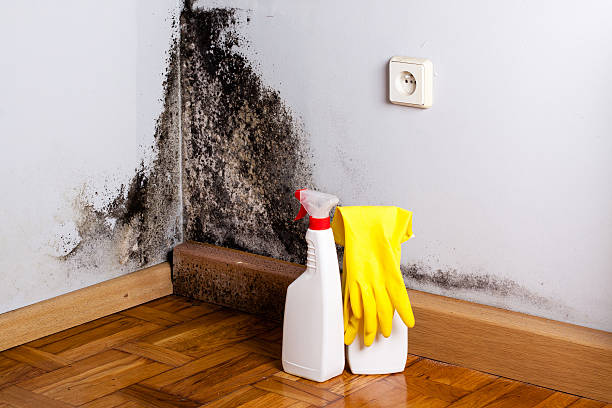 Best Black Mold Removal  in Sandy Hook, CT