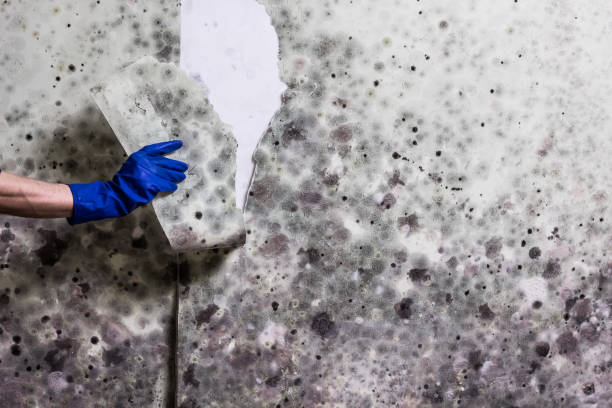 Best Mold Damage Repair  in Sandy Hook, CT