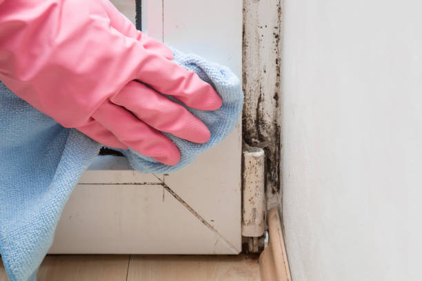 Best Certified Mold Removal  in Sandy Hook, CT